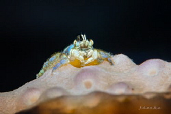 Coral Gall Crab with eggs by Julian Hsu 